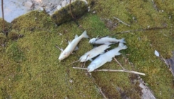 Pomor ribe u Neretvi: "Dio toka rijeke je zagađen"