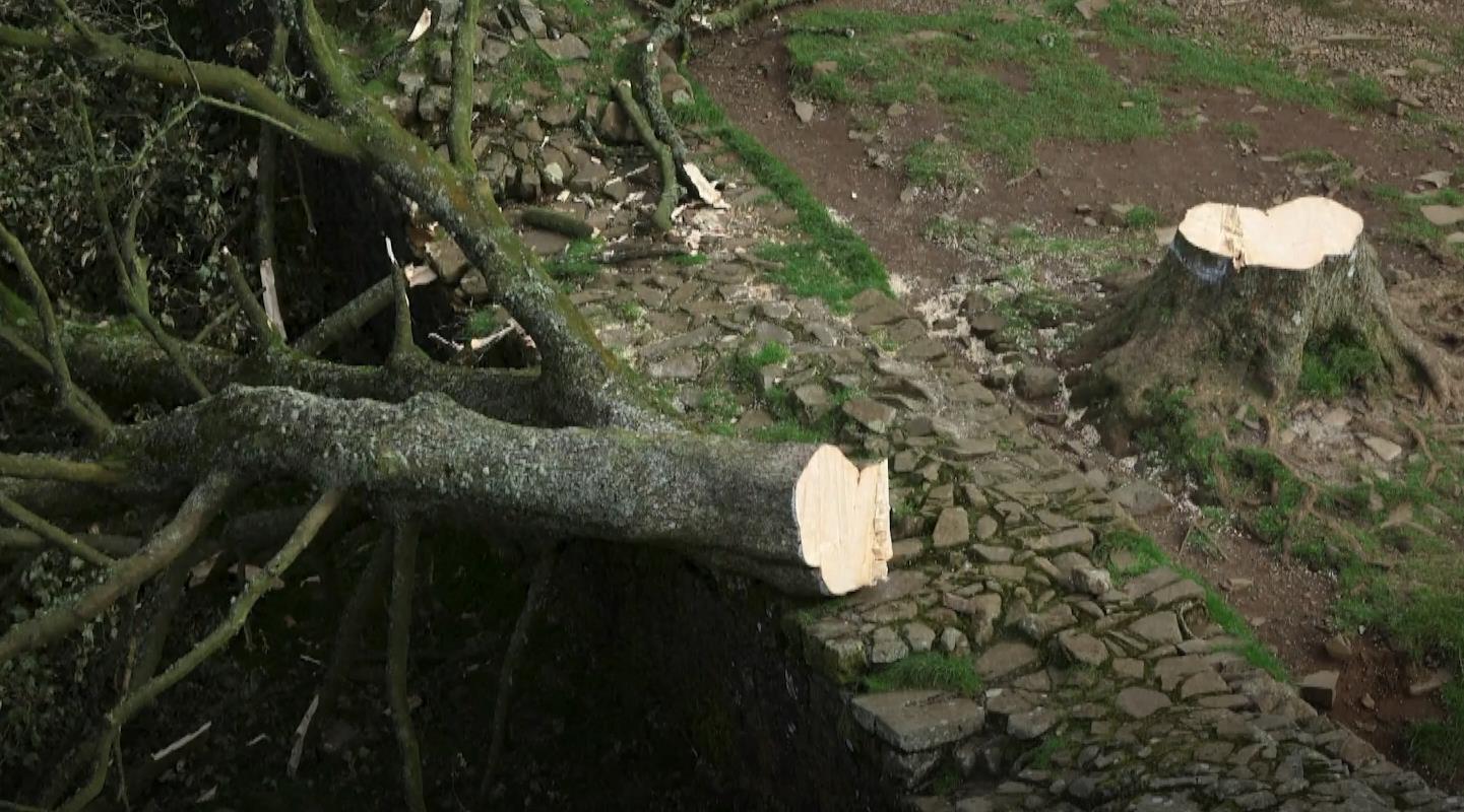 Tinejdžer srušio "stablo Robina Hooda", uhapšen je