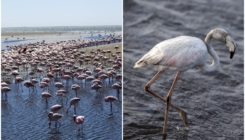 Laguna Walvis Bay: Raj za flamingose na afričkoj obali