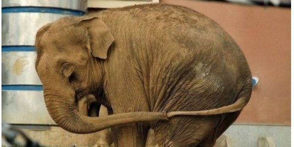 Uginula je Mali, najusamljenija slonica na svijetu: U zoološkom vrtu je provela 46 godina