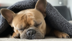 Ovo su razlozi zbog kojih ne bi trebali buditi psa koji spava