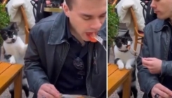 Pogledajte neodoljiv način na koji maca traži hranu u Istanbulu