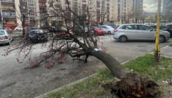 Snažan vjetar obarao stabla i u Tuzli, upućen apel građanima