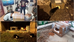 Divan gest ljubitelja životinja u Tuzli: Udružili snage i napravili kućice za napuštene mačke i pse
