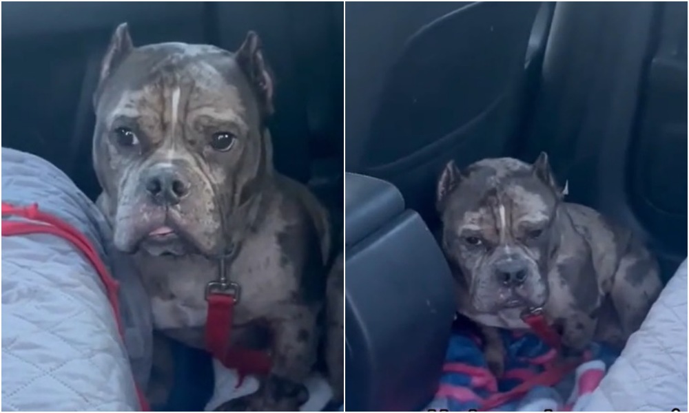 Video koji je slomio srca mnogima: "Evo šta se dogodi kada napustite svog psa i ostavite ga u skloništu za životinje."