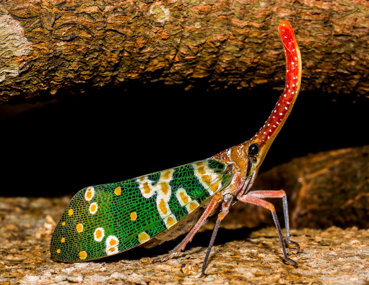 Masovno izlijeganje milijardi insekata očekuje se u kasno proljeće