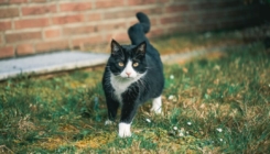 Šest razloga zašto mačke lutalice posjećuju vašu kuću i dvorište