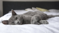 Pati li vaša mačka od anksioznosti odvajanja: Evo kako prepoznati i riješiti problem