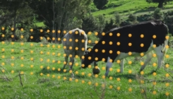 Nevidljiva ograda čuvat će krave na pašnjacima?