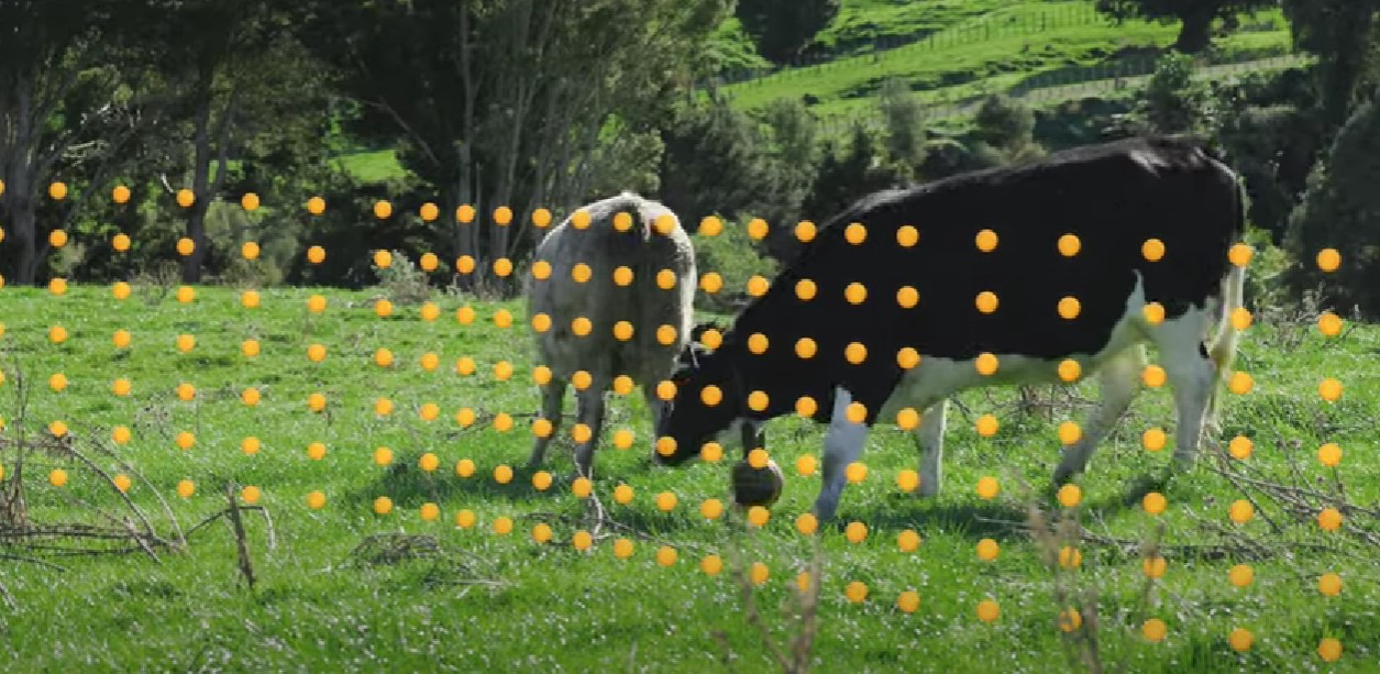 Nevidljiva ograda čuvat će krave na pašnjacima?
