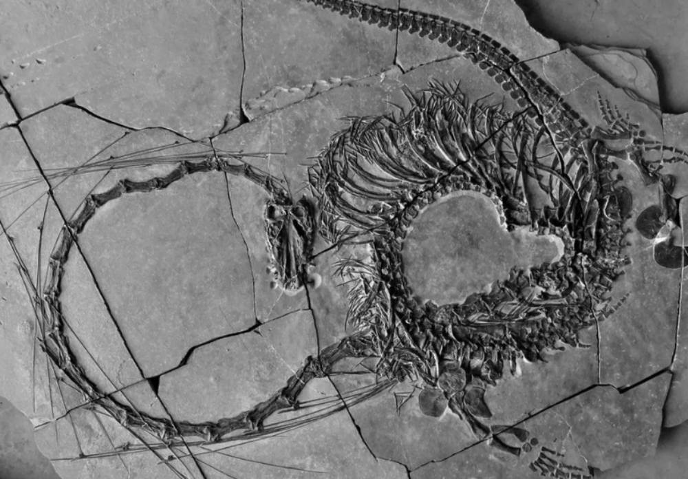 U južnoj Kini naučnici otkrili 240 miliona godina star potpuni fosil "zmaja"