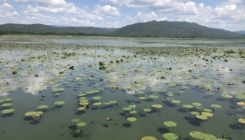 Hutovom blatu, jedinstvenom ekosistemu BiH, prijete presušivanje, zaraštavanje i požari