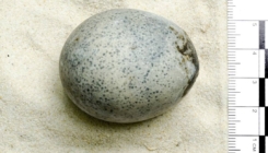 Pronađeno jaje iz rimskog doba sadrži "mućak" i ima ogroman istraživački potencijal