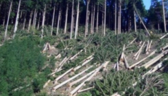 Protest za šume: Gdje je Zakon o šumama FBiH posljednjih 15 godina?