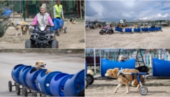 Ljubiteljica životinja pse sa invaliditetom vozi u specijalnom vozu od buradi
