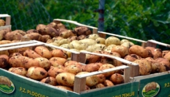 Dok se krompir uvozi iz drugih zemalja, domaći poljoprivrednici bore se s crnim tržištem