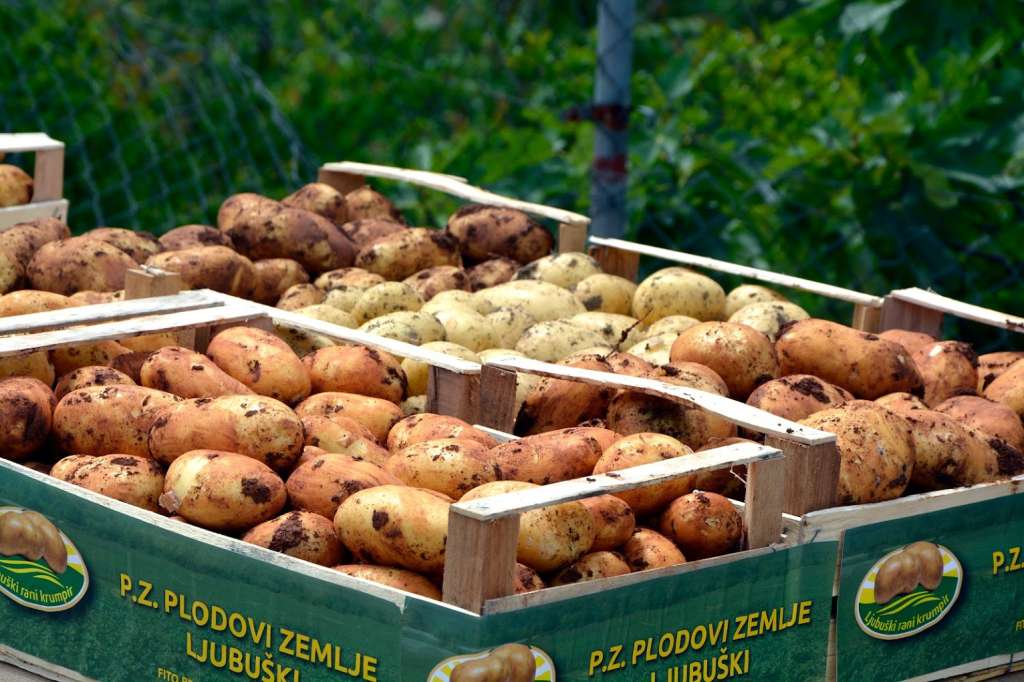 Dok se krompir uvozi iz drugih zemalja, domaći poljoprivrednici bore se s crnim tržištem