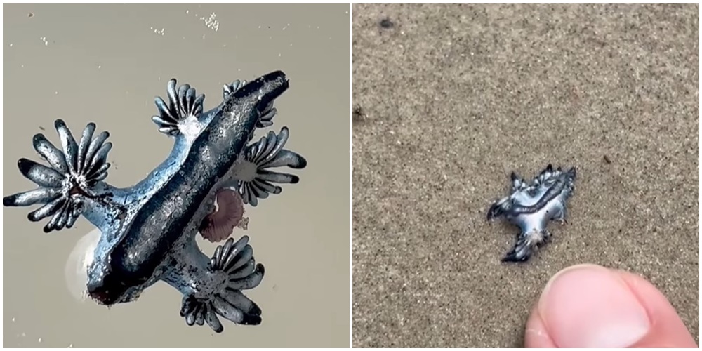 Okean na plažu izbacio plave zmajeve: Podsjećaju na likove iz Pokémona