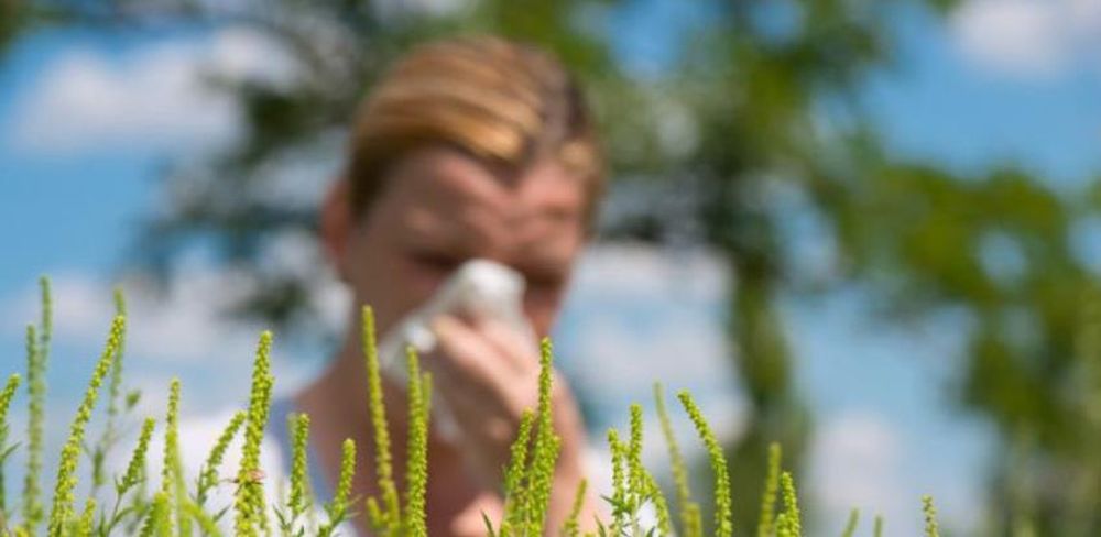 Sezona alergija: Zabilježen rast polena ambrozije, mole se nadležni da urede zapuštene površine