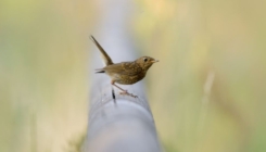 Mogući ključ u borbi protiv štetočina na usjevima: Ptice i insekti kao zamjena pesticidima