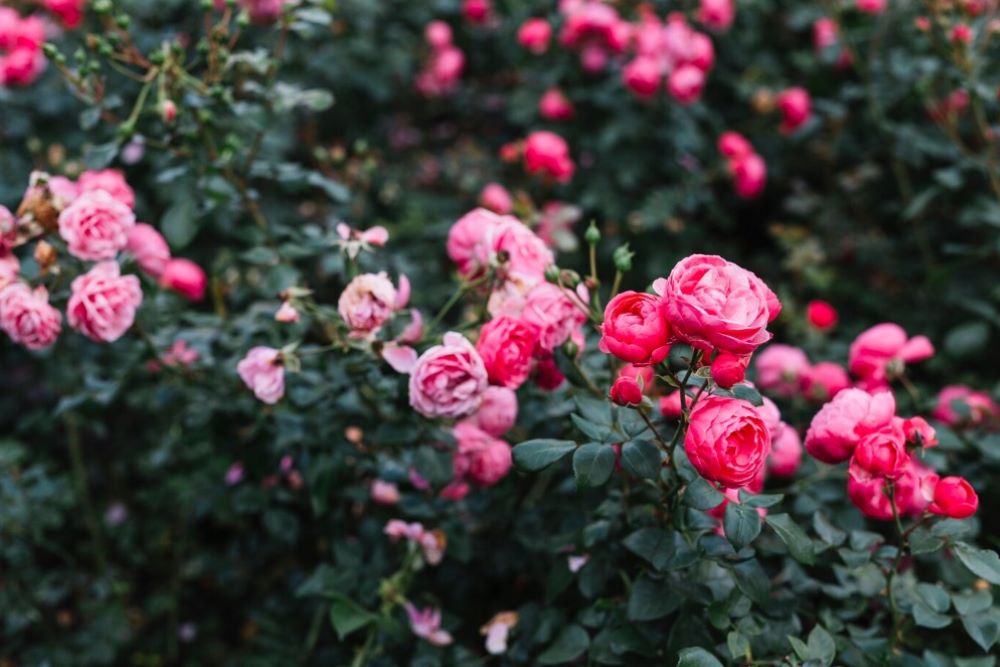 Vaše ruže će cvjetati brže i ljepše: Iskoristite ove namirnice, koje sigurno imate u svom domu