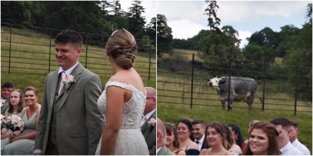 Krava "upala" na vjenčanje i ostavila efektan trag
