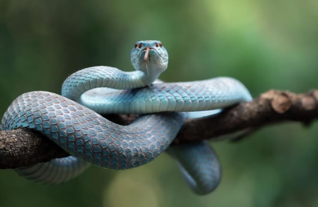 Mit ili istina: Svaka kuća ima svoju zmiju?