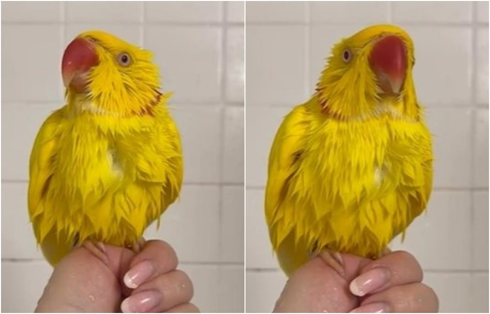 Simpatična papiga koja pjeva pod tušem oduševila sve na internetu