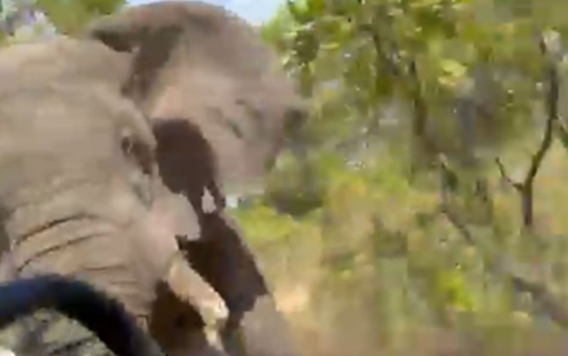 Safari završio tragično: Bijesni slon napao kamion s turistima, žena stradala