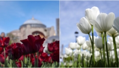 Sezona tulipana u Istanbulu čini prekrasan šareni ćilim