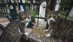 Po uzoru na Istanbul: Ovako će od sada biti tretirane mačke kod džamije Ferhadije
