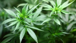 Američka vlada odlučila marihuanu kategorizirati kao manje opasnu drogu