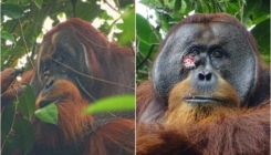 Fascinantno otkriće: Orangutan viđen kako ranu na licu iscjeljuje ljekovitom biljkom