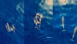Delfini snimljeni u Jadranskom moru: "Prekrasno! Koje su to samo boje"