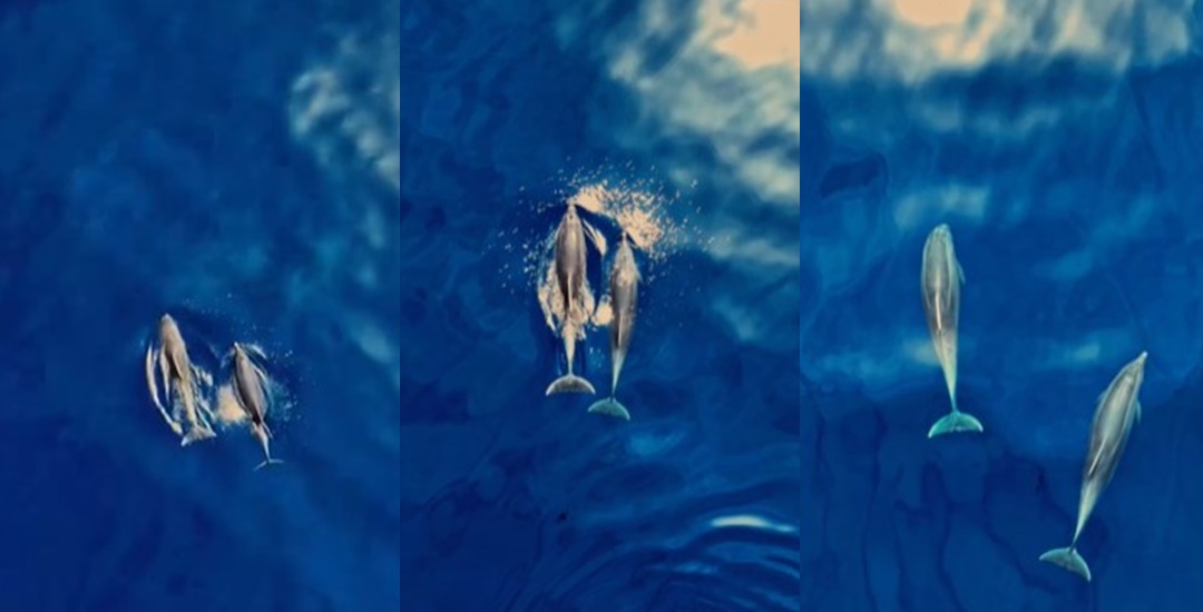Delfini snimljeni u Jadranskom moru: "Prekrasno! Koje su to samo boje"