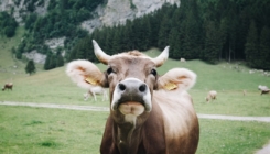 Farmeri u Danskoj će morati plaćati porez na gasove svojih krava?