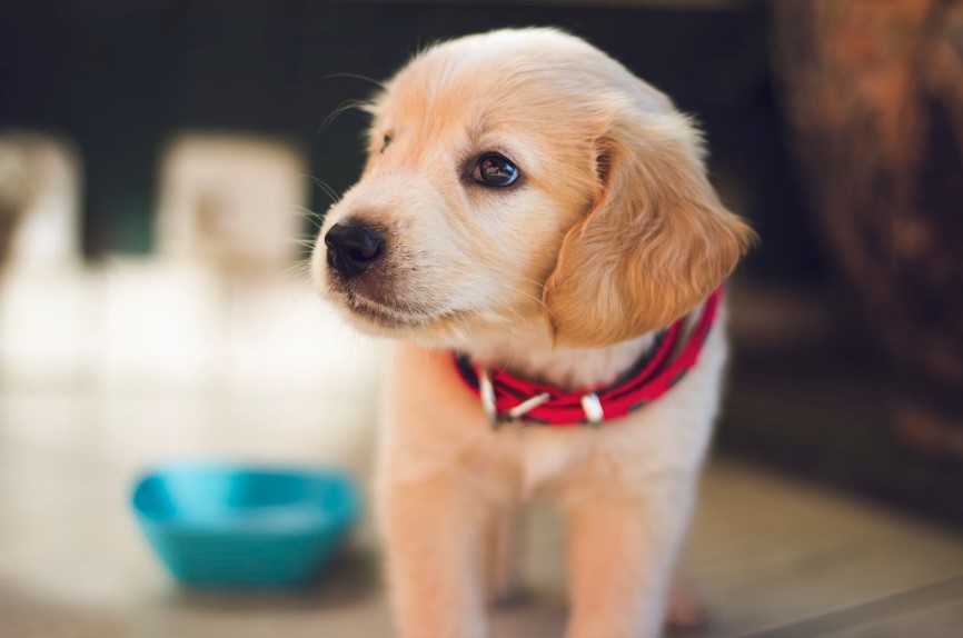 Zašto vam pas stalno liže stopala? Veterinar otkriva nekoliko razloga