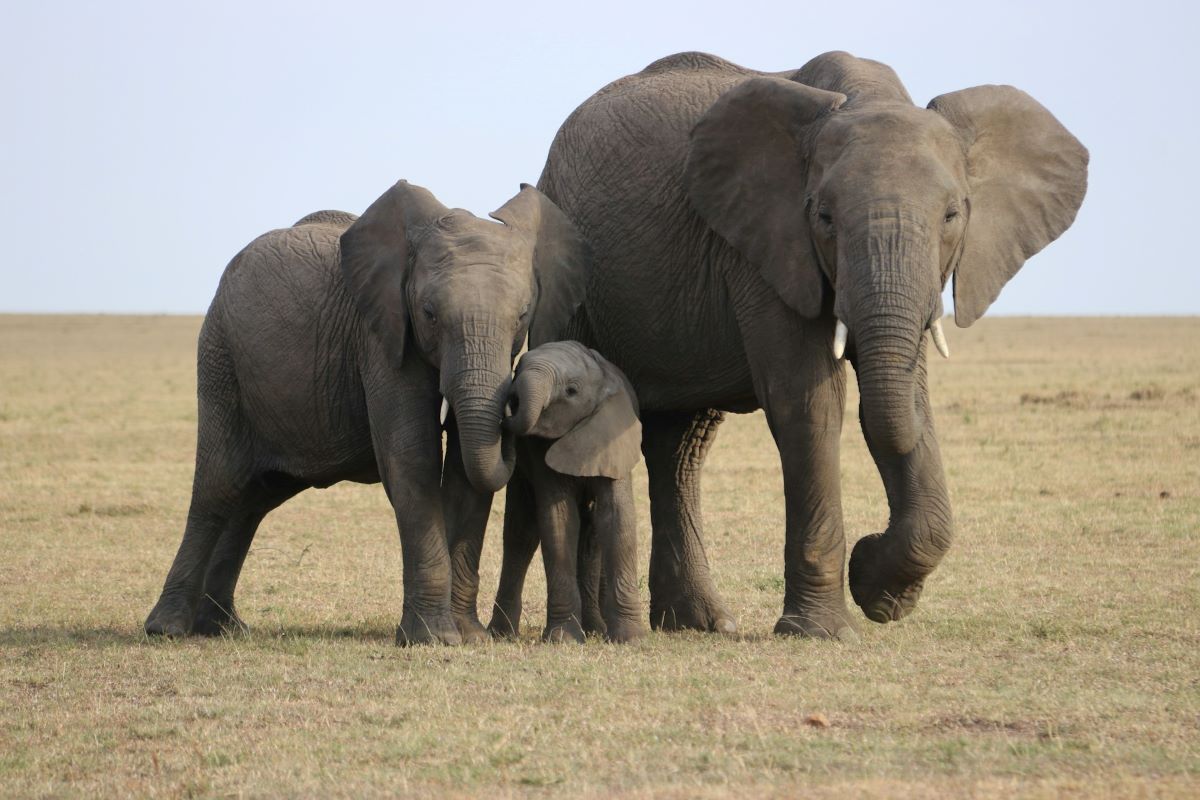 Istraživači primijetili zanimljiv fenomen: Slonovi možda imaju imena pomoću kojih se sporazumijevaju