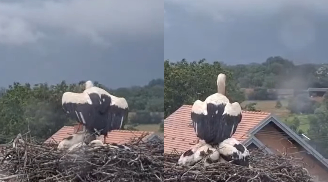 Emotivan prizor iz Hrvatske: Mama roda zaštitila svoje ptiće od kiše