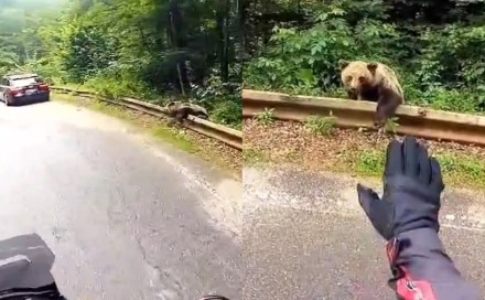 Snimak medvjeda pored puta u Srbiji postao viralan: "Gdje si medo, ćao..."