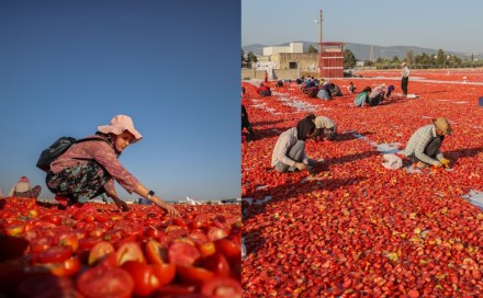 Turska: Zbog visokih temperatura sezona sušenja paradajza počela ranije