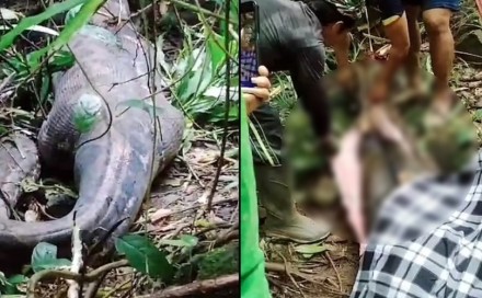 Piton dug devet metara progutao ženu u Indoneziji