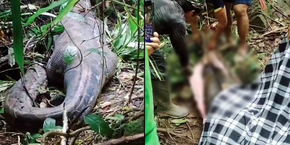 Piton dug devet metara progutao ženu u Indoneziji