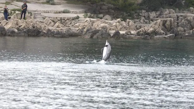 Kupače na Krku upozorili da se ne približavaju delfinu: Neobično se ponaša