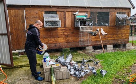 Od dječijeg hobija do uspješnog uzgajivača: Kako je Jasmin Skalić posvetio život golubovima