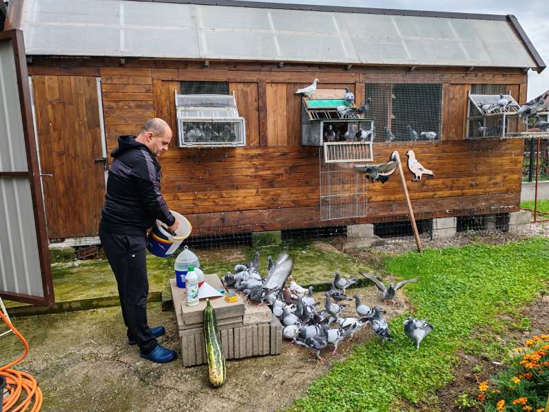 Od dječijeg hobija do uspješnog uzgajivača: Kako je Jasmin Skalić posvetio život golubovima