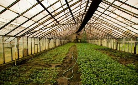 Sedam ključnih savjeta za uspješnu proizvodnju zelene salate u jesen i zimu