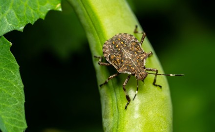 Evo zašto nikako ne biste trebali usisati ovog insekta