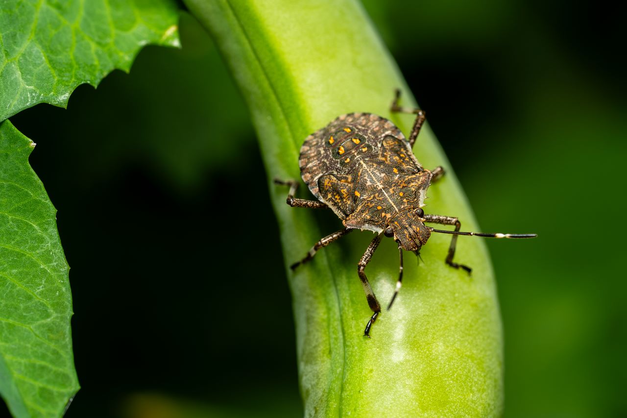 Evo zašto nikako ne biste trebali usisati ovog insekta